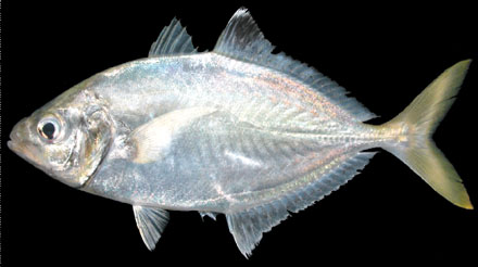 สีกุนครับดำ
Carangoides praeustus (Bennett, 1830)
Brownback trevally