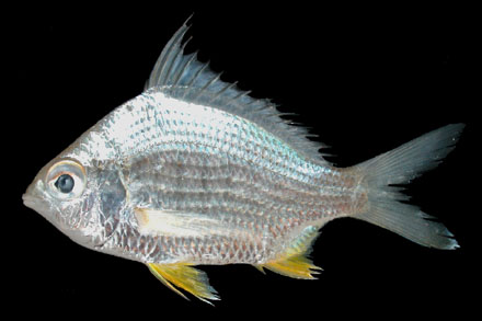 ปลาฝ้าย
Gerres erythrourus (Bloch, 1791)
Deepbody silverbiddy