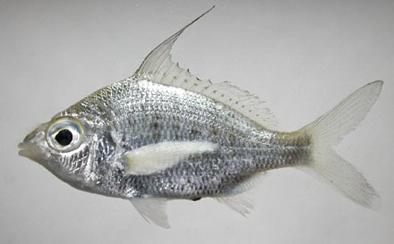 ปลาฝ้าย
Gerres filamentosus Cuvier, 1829
Whipfin mojarra 