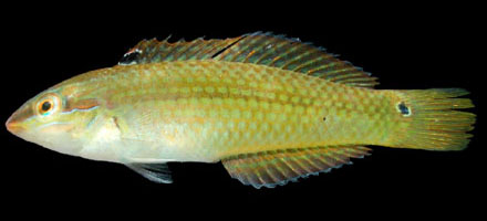 ปลานกแก้ว
Halichoeres bicolor (Bloch and Schneider, 1801)
Brown-striped wrasse 