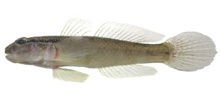 Istigobius diadema (Steindachner, 1876)
Eyeline goby 