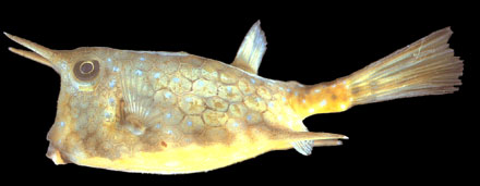 ปลาปักเป้าเขาวัว
Lactoria cornuta (Linnaeus, 1758)
Longhorn cowfish 