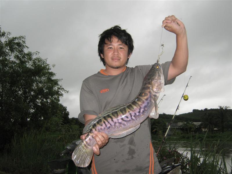 น้าอู๊ดสนใจตัวแบบนี้ไหมครับ  :grin:  :grin:  :grin:  :grin: