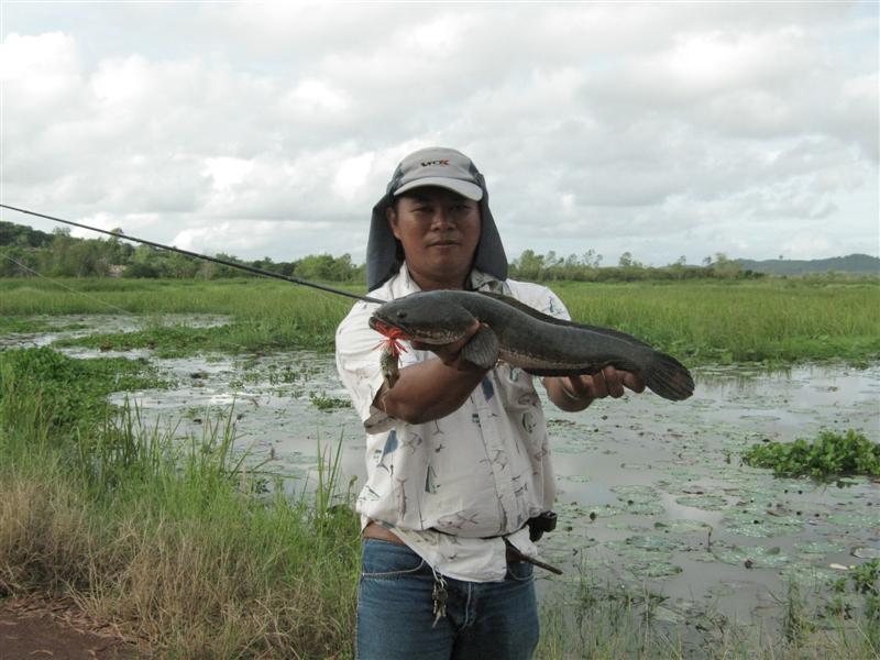  ตัวล่าสุด 1.5 กก.  :grin: :grin:  :grin:  :grin: