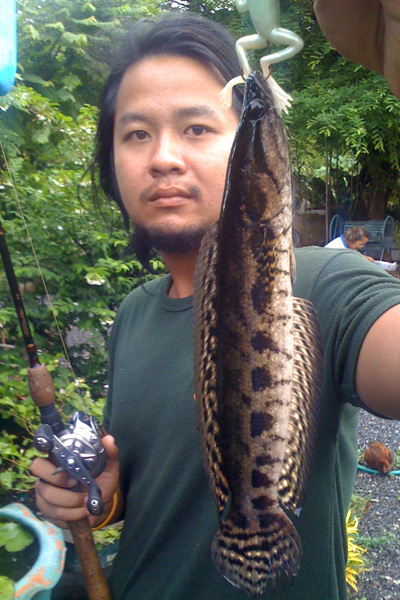 กระสงน้อยเมื่อเช้านี้ครับ
 :grin: :grin: