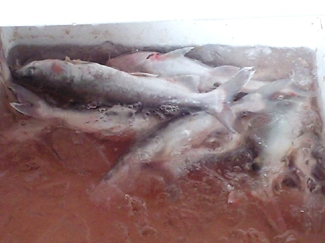อุก ดองน้ำแข็ง (ช่วยลดเมือกคาวเวลาทำปลาและทำให้เนื้อปลาสดเสมอ)