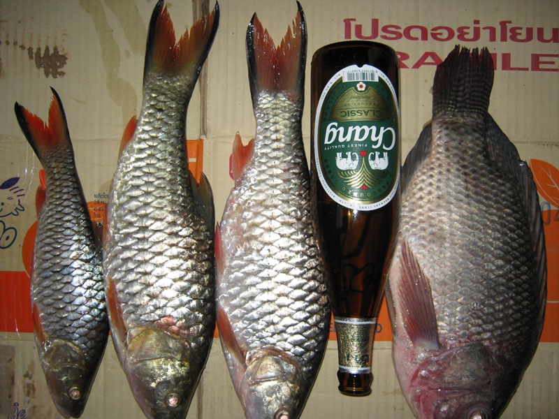 ปลารวมของเรือลำผม เปี๊ยก04 AR. กับ โชคอ