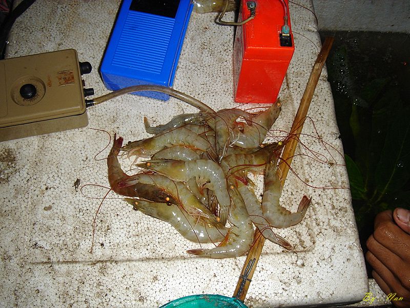 อ่อดูกุ้งตายนั้นเอง.......   คืนนั้นกุ้งที่ซื้อมาเป็นกุ้งใหญ่อ่ะคับ  และจำนวนมาก  แต่พื้นที่น้อยคับจ