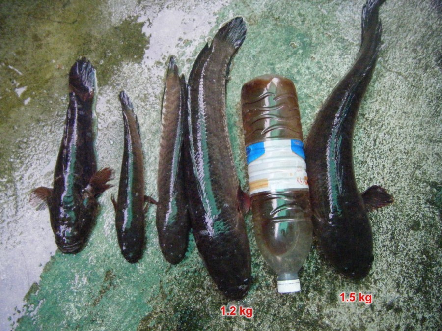 ทดลองครับ