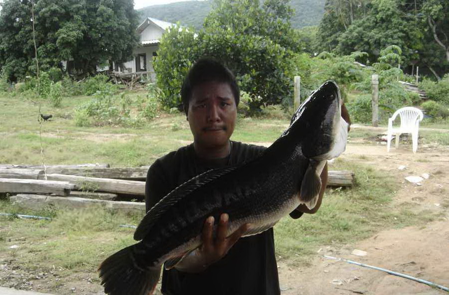 ขอแอ๊กเน้น ๆครับ