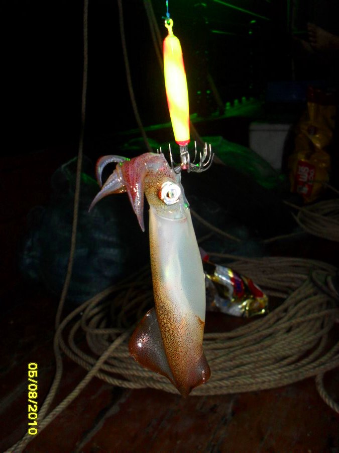 ตัวสวย น่ากิน :laughing: :laughing:
