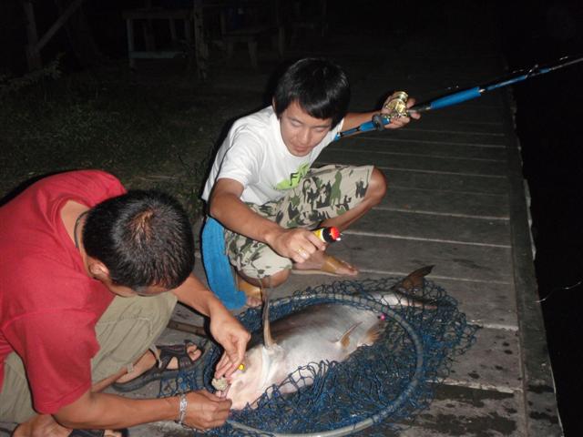 ตาเติร์กก็ได้มาเรื่อยๆ..วันนั้นเป็นเพราะตาเติร์กได้ปลาก่อนแน่ๆ..ปลาเลยเงียบทั้งบ่อเลย...555... :grin