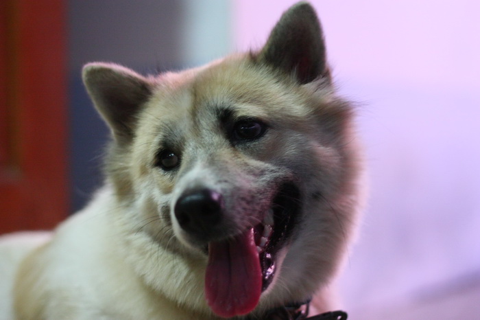 my lovely dog