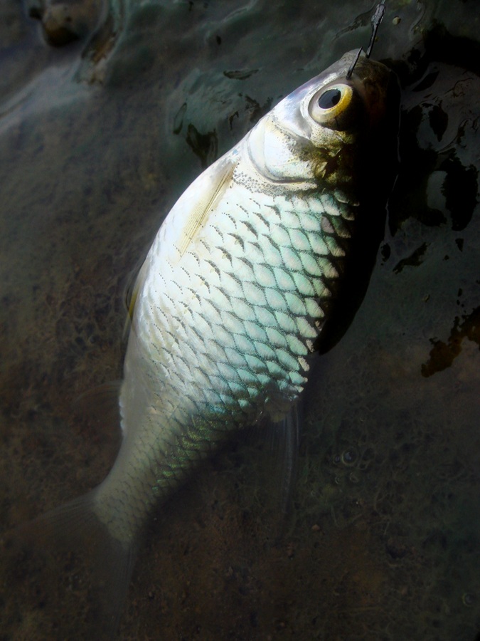 สวัสดีครับน้า.... teerafishing ..........ขอบคุณที่ติดตามชมนะครับ
[q]  ลุยดีครับ แต่ละหมาย     [/q]
