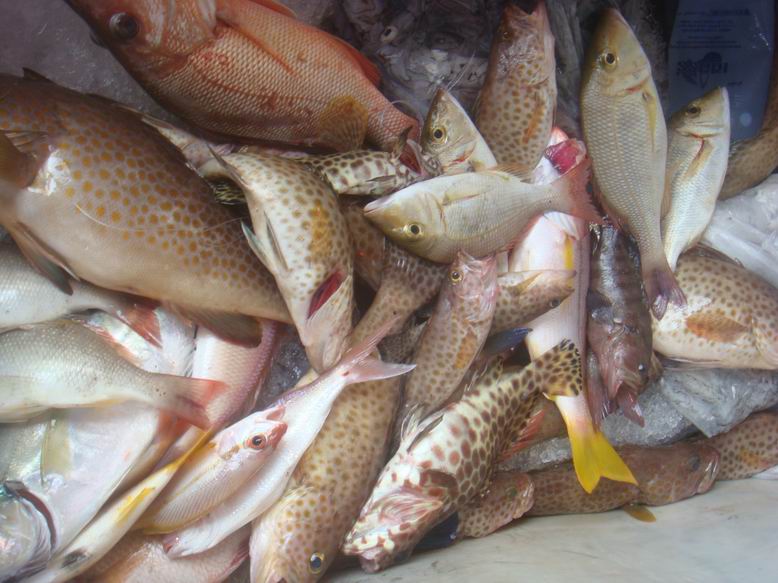 เราตัดสินใจวิ่งเรือกลับ....ได้ปลาแกง