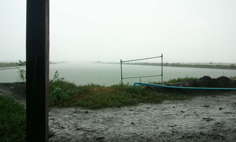 และแล้วมันก็มาครับ ฝนตกหนักมากมองแทบจะไม่เห็น น้า ๆ ที่อยู่ หัวบ่อและกลางบ่อกันเลย ยังนึกอยู่เลยขากล