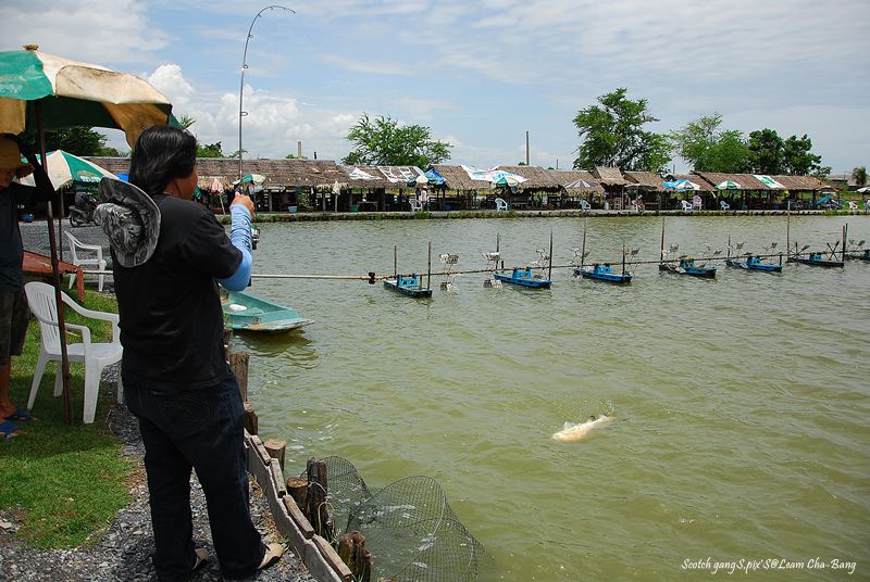 อัดอยุ่พักใหญ่ ปลาก้อยอม หงายท้องเ