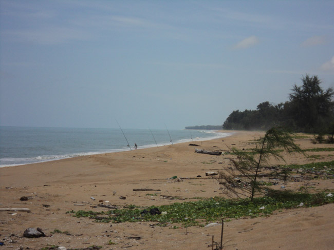 Surf  Surf    ชายหาดไม้ขาวให้เต่ามะเฟือง