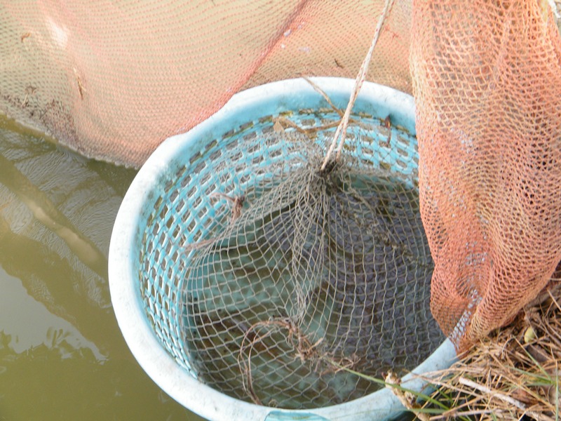 แผนสำรองของเรา...กุ้งเป็นๆๆๆๆ
=============================================
 [b]หวัดดีครับน้า เจี๊
