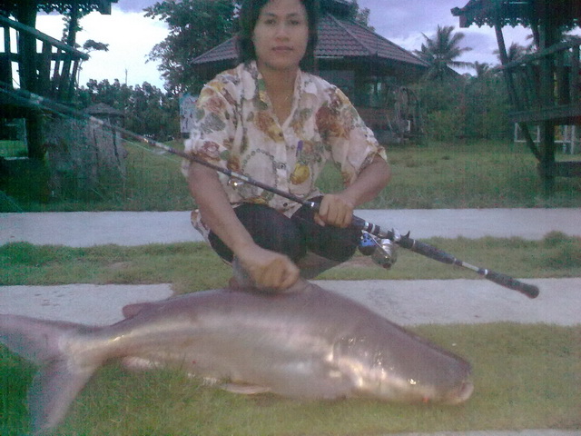 ขึ้นมาแล้วหนึ่งตัว
 :grin: :grin: :grin: :grin: :grin: :grin:
