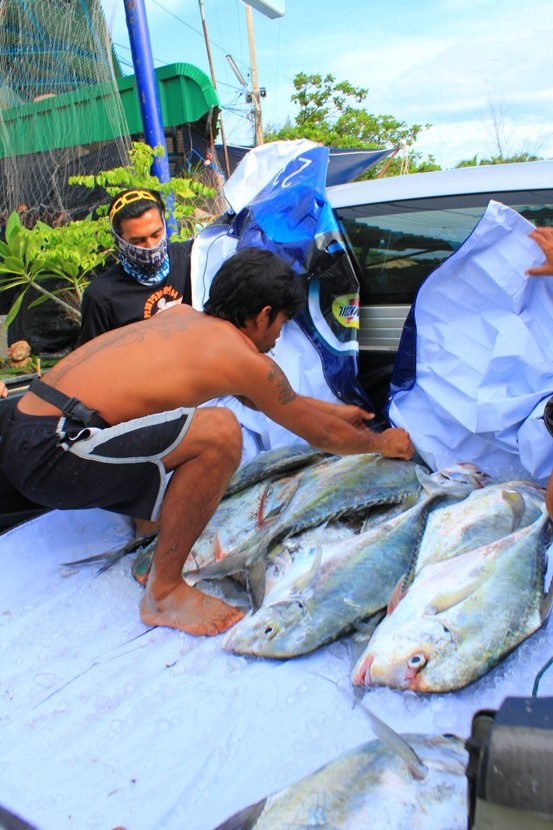 สุดท้ายลังที่เอามาใส่ปลาไม่หมด สูตรเดิมครับผ้าใบกะน้ำแข็ง :umh: