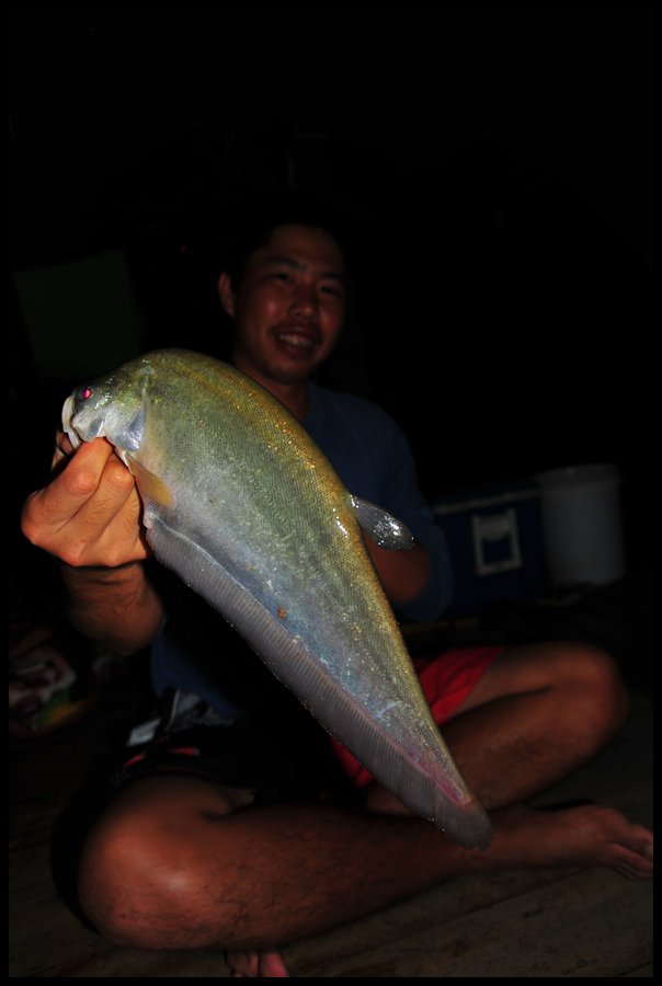  [b]แป๋งกับปลาฉลาดขนาดใหญ่ที่ตกได้หน้าแพยามค่ำคืน

สำหรับปลาชนิดนี้อาจไม่ใช่ปลาที่สู้เบ็ดเร้าใจอะไ