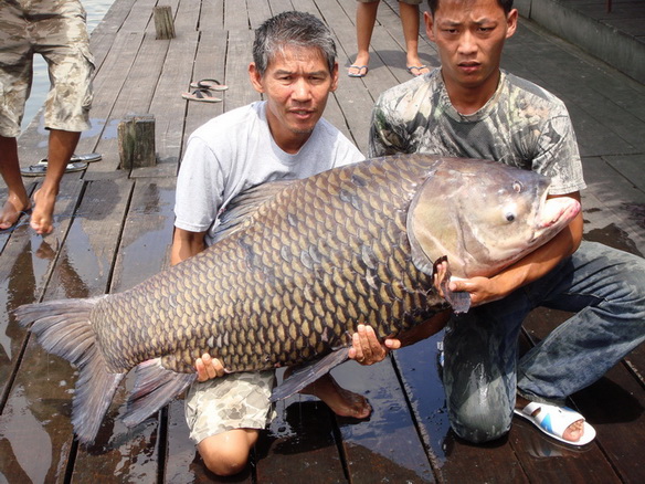 แพกลาง ซุ้มแรกๆ หรือลานปูน ก็ได้ครับ ตกได้ทั้งสองฝั่ง

ตี้ตระกร้อหน้าดิน ปั้นลูกใหญ่ๆ เท่ากะลามะพร