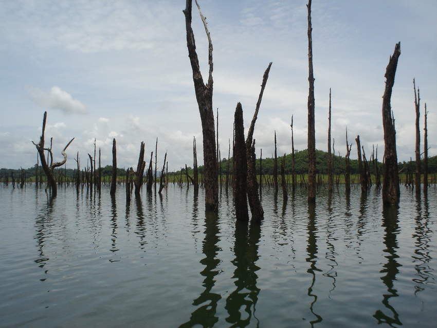 หวาดเสียวนิดหน่อยครับตอนเรือวิ่งผ่านต้นไม้ พี่เผือกแกขับเรือฝีมือจริงๆครับ ช่องนิดเดียวผ่านเฉยเลย  :