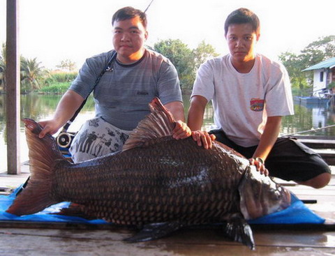 ปลาฟลุ๊กคับตกบึกลูกโดดที่เงาน้ำคับตัวใหญ่แบบนี้เคยได้ครั้งเดียวในชีวิตเองคับแต่ตัวเล็กๆไซด์5ขีดถึง15