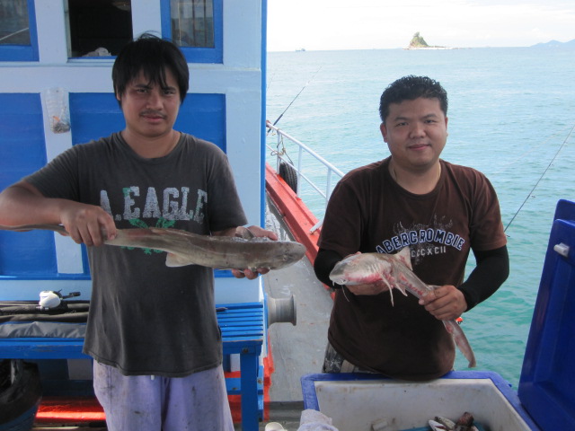 ฉลามบุก   ไม่ใช่ครับ  ฉลามกบ ส่วนหนึ่งทำกินกันบนเรือ เมนูผัดคื่นฉ่าย    อร่อยดีครับ วันนี้กลับไปทำมั