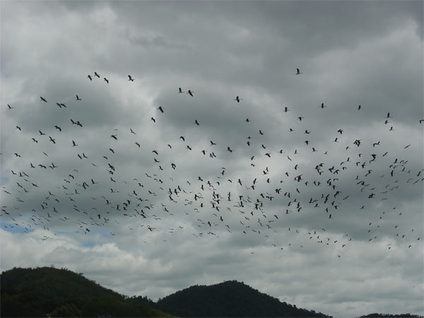 นกกลับรังแล้ว :love:
