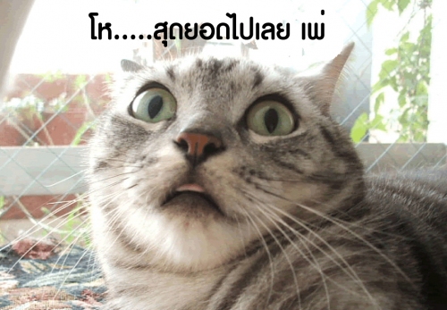 [q][i]อ้างถึง: amm posted: 26-08-2553, 12:25:11[/i]

เห็นน้าๆหลายๆท่านจะมากันวันนั้นน่ะ..แล้วเพื่อ