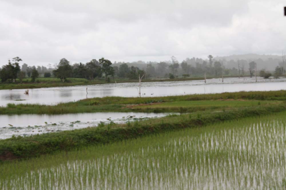 และแล้วห่าฝนก็กระหน่ำ แล้วคันเราก็เป็นกราไฟ ด้วยซี กราไฟคืออโลหะชนิดเดียวที่นำไฟฟ้า น่ากลัวเกิ๊น พร้