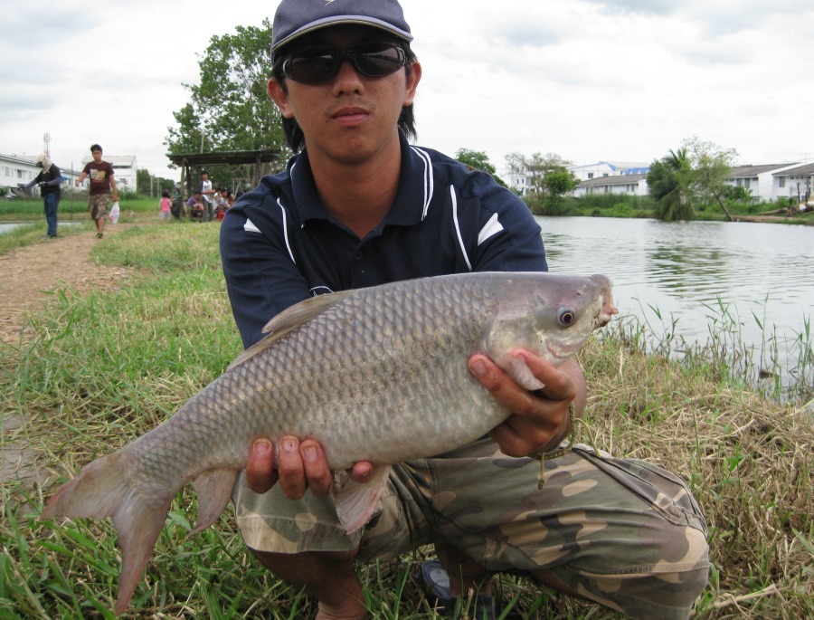 ยี่สก ไซส์เกือบๆ2โล ตัวนี้ ขอเอาไปทำอาหารละกัน  :umh: :umh: