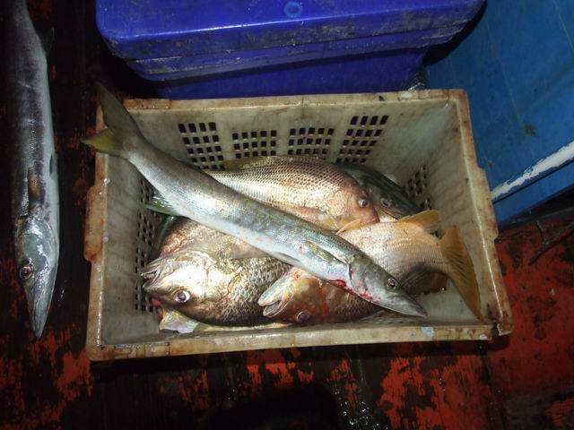 ปลาที่ได้ช่วงหัวคำ