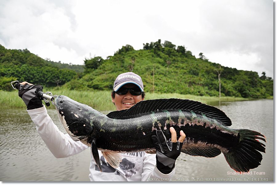  [q]ชะโดตัวสวยเลย  น้านพพร.รรรรรรรรรรรรรรร [/q]

สวัสดีครับน้าสตางค์

 [q]++ ชะโดใหญ่หน้าฝน [/q]