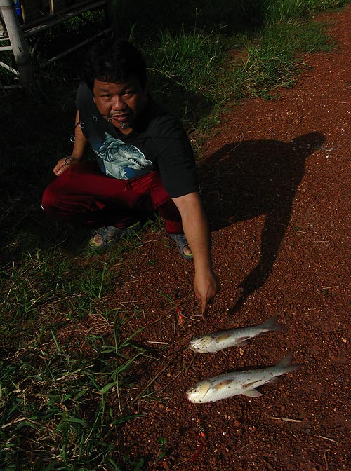 ส่วนของผมเองน่ะเร้อะ  เหอะๆๆถึงแม้จะตัวไม่ใหญ่แต่ก็รอดนะเฟ้ย :laughing: :laughing: :laughing:
 [b]อ