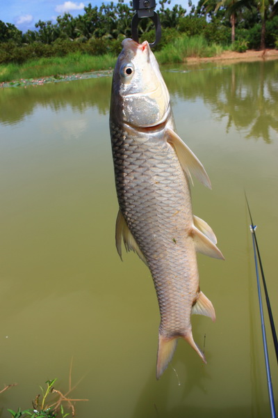 ขอบคุณครับน้าFishermanRev.2 :cheer: :cheer:


เจ้าเดิม
