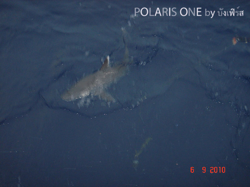 ฉลามตัวน้อยของใครก็ไม่รู้ ช่วงจังหวะชุลมุน ตัดปล่อยไป :cool: