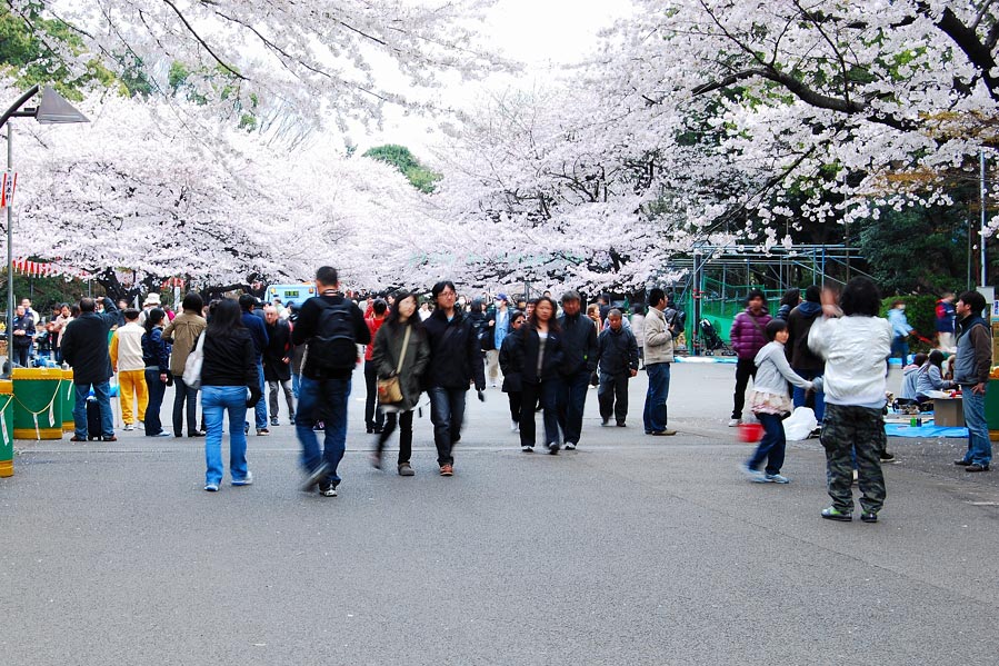 ถึงสถานี Ueno ก็เดินเข้าไปในสวนสาธาระณะ Ueno ทันทีครับด้วยความตื่นตาตื่นใจกับซากะรุที่ขาวโพลนเต็มสวน