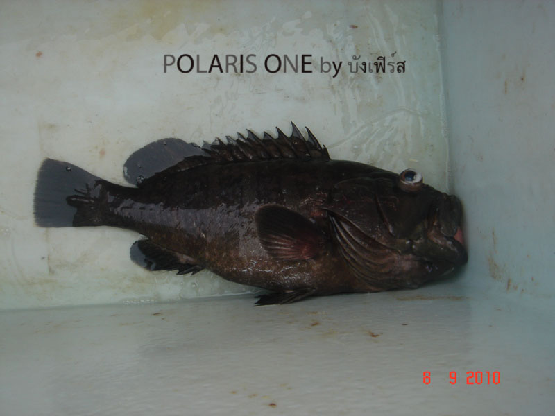 นับ1 ครับ จากรอกไฟฟ้าของพี่โทตัวเดียวบนเรือ :cool: