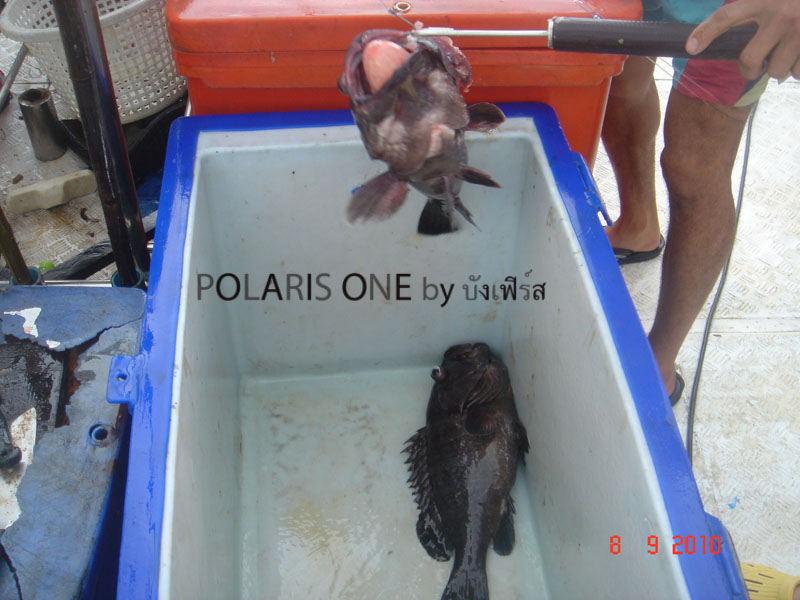 นับ 2 ครับจากเหยื่อสด :cool: