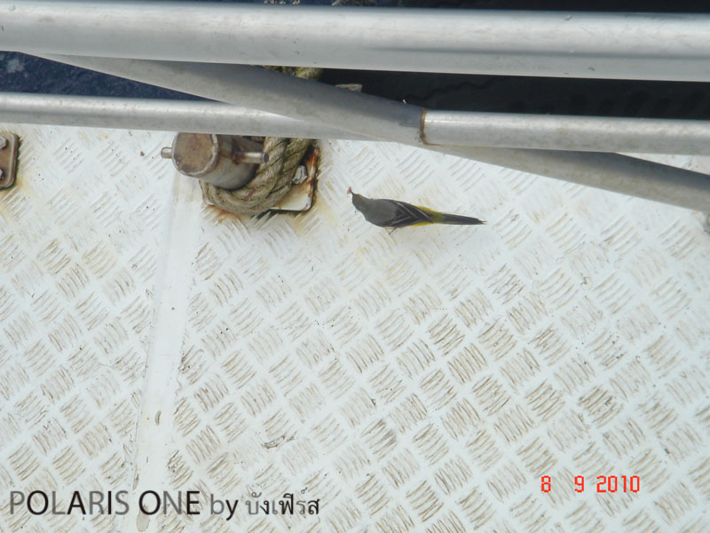 มาถึงไม่พูดไม่จา จิกเศษเนื้อปลาโอบนเรือกินหน้าตาเฉยเลย