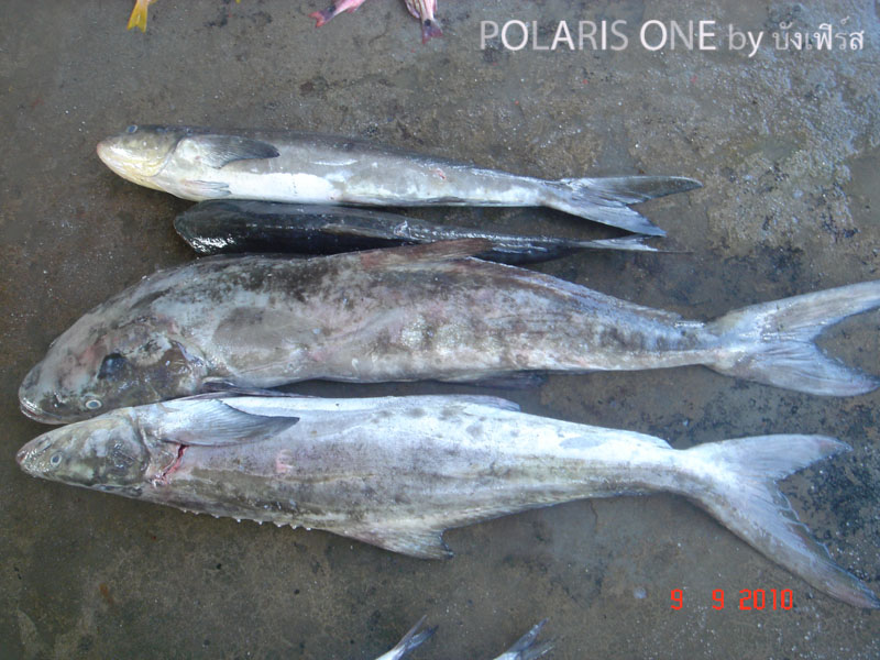 สวัสดีครับ น้าfishingjoke:love:

[q][i]อ้างถึง: เด็ก_สิงห์ posted: 11-09-2553, 19:26:11[/i]

[q]