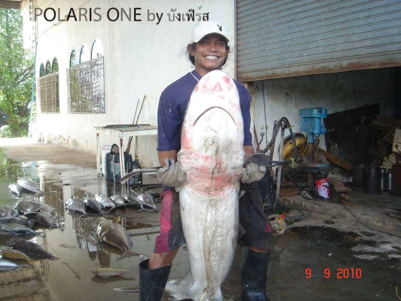 นายคายอารมดีโพสน์ภาพนี้ให้ถ่าย เลยจัดมา:laughing: :laughing: :laughing:

ลากันด้วยภาพนี้ครับทุกท่า