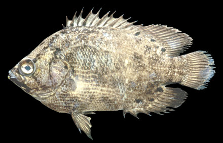ปลากะพงแหม
Lobotes surinamensis (Bloch, 1790)
Triple tail 
