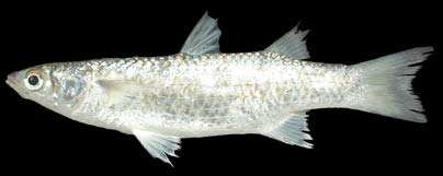 ปลากระบอกเขียว
Chelon subviridis
(Valenciennes, 1836)
Greenback Mullet :grin: