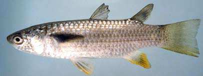 ปลากระบอกหุดำ
Ellochelon vaigiensis
(Quoy and Gaimard, 1825)
Squaretail Mullet :umh: