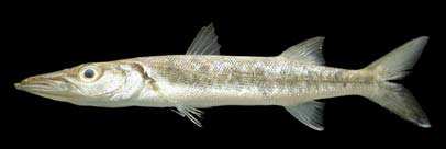 ปลาสากดำ
Sphyraena barracuda
(Walbaum, 1792)
Great Barracuda