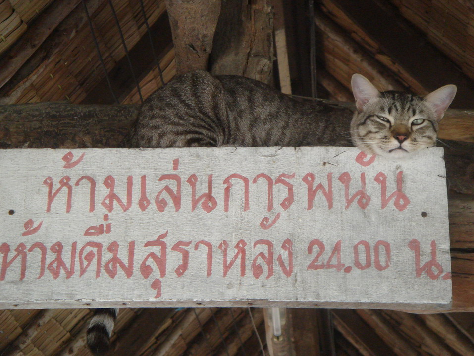 ชื่อ ไข่ข้าว นอนหลบลมบนนี้ดีกว่า